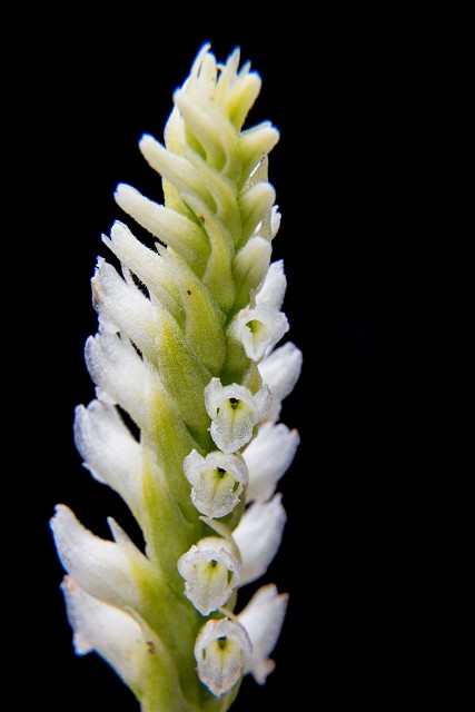 Spiranthes romanzoffiana - Lady Tress's Orchid 16-2719.jpg